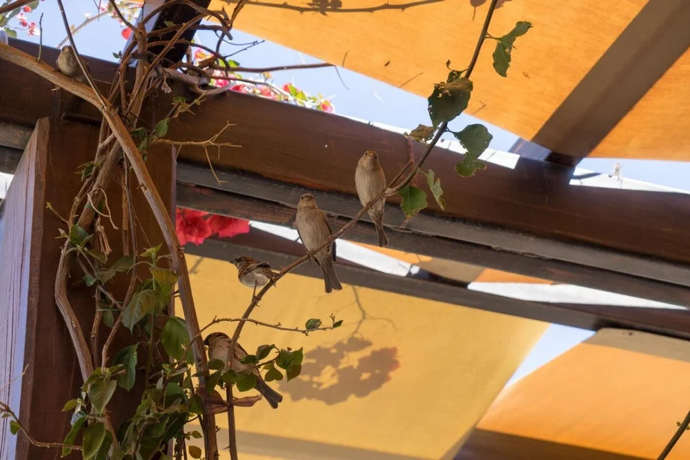 Cómo evitar que los pájaros aniden en tu toldo